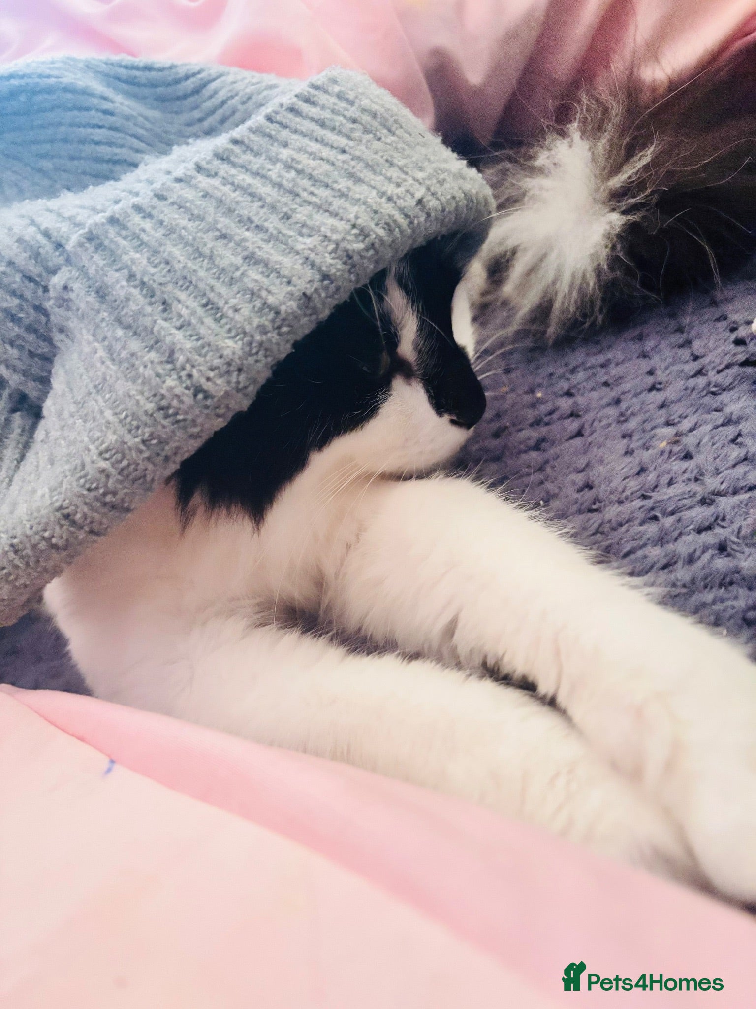 Mixed Breed cats Very friendly longhair cat for sale - Advert 14