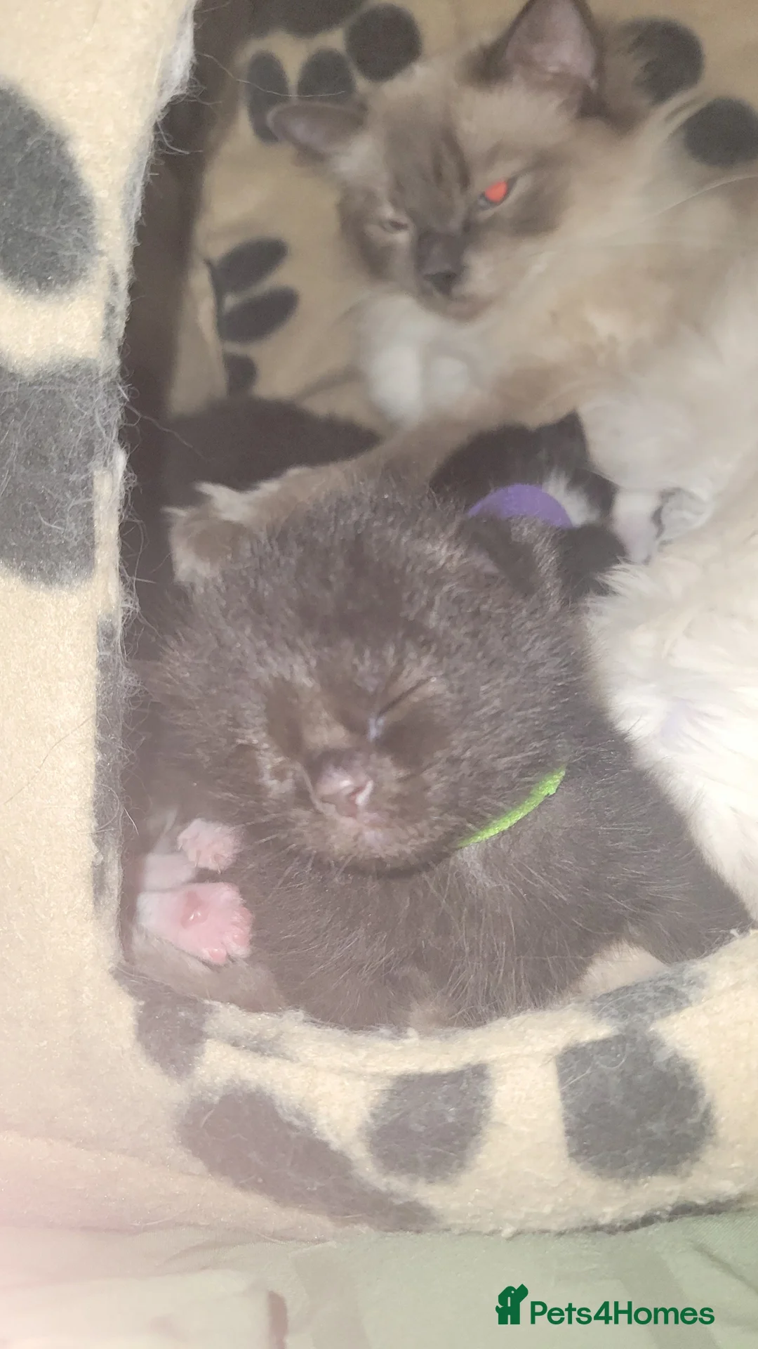 Mixed Breed cats for sale: Beautiful kittens in Saint Helens - Advert 9