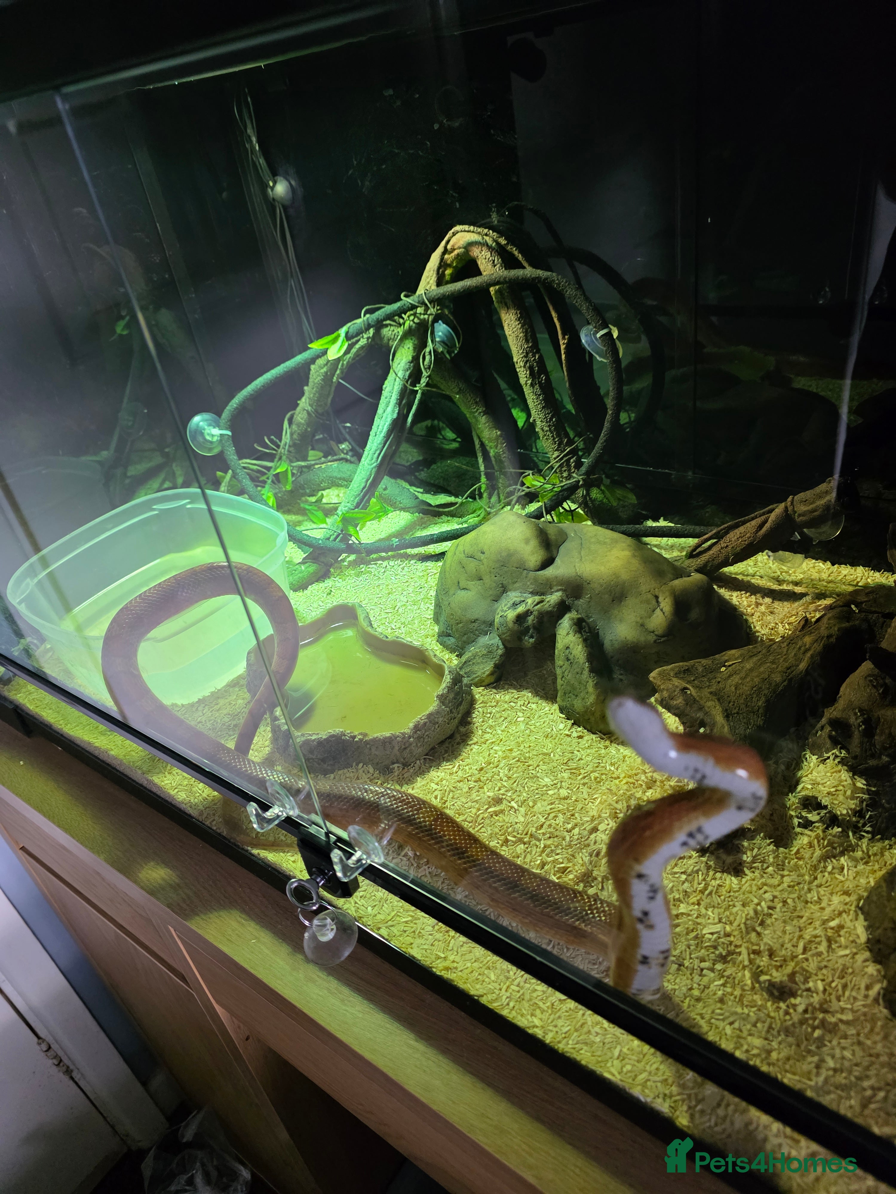 Corn Snake reptiles Corn snake and Habistat Terrarium in Merthyr Tydfil - Advert 3