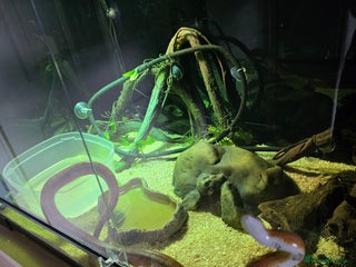 Corn Snake reptiles Corn snake and Habistat Terrarium in Merthyr Tydfil - Advert 3