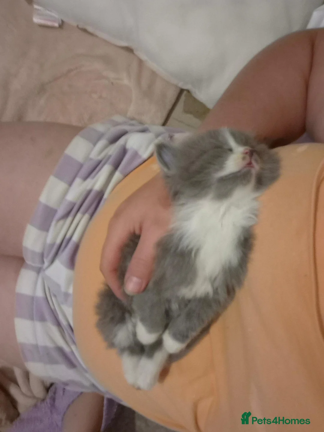 British Shorthair cats for sale: BSH x tabby kittens for sale in Norwich - Advert 9