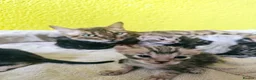 Bengal cats for sale: Adorable Bengal Kittens - Advert 5