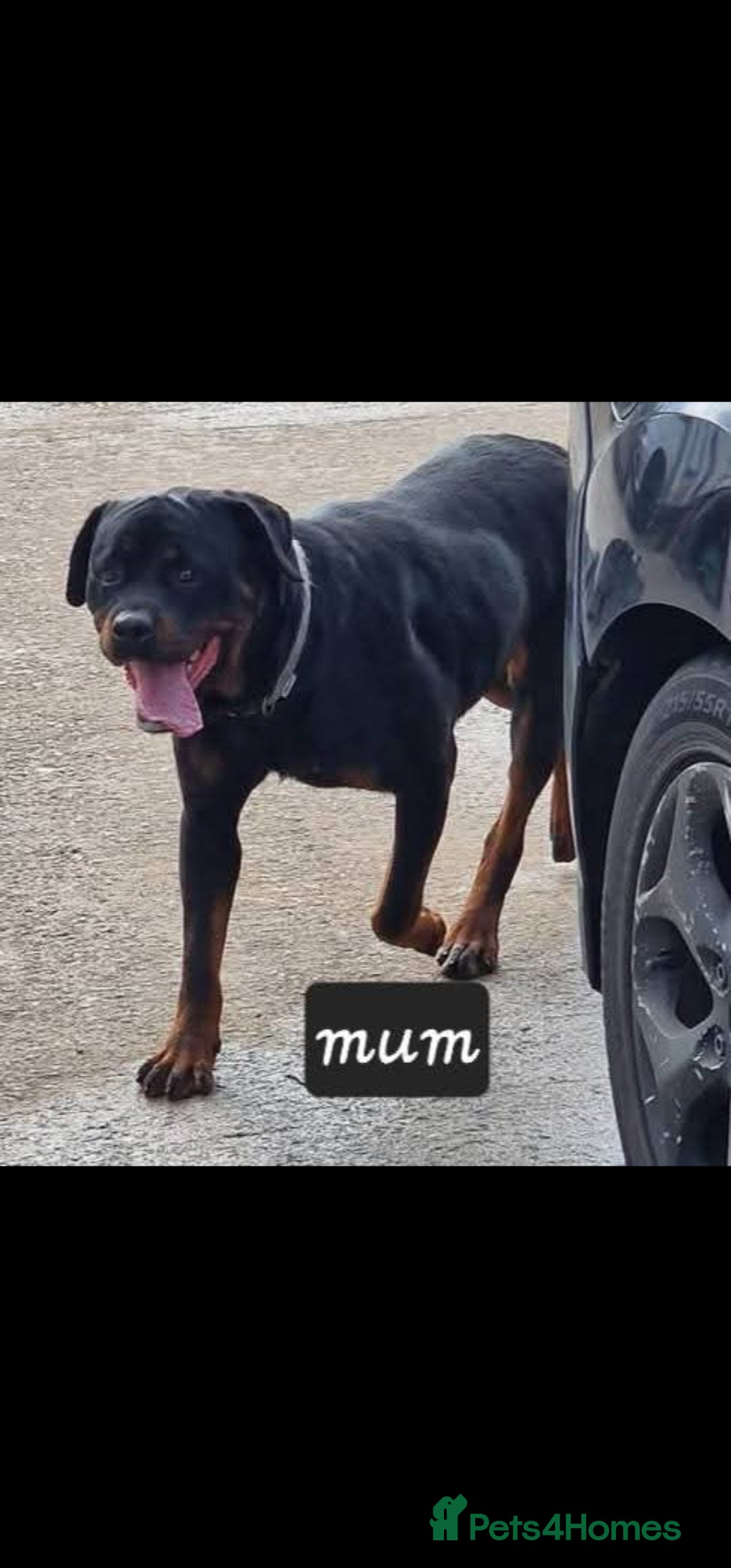 Rottweiler dogs for sale: Rottweiler puppy - Advert 1