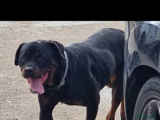 Rottweiler dogs Rottweiler puppy - Advert 1