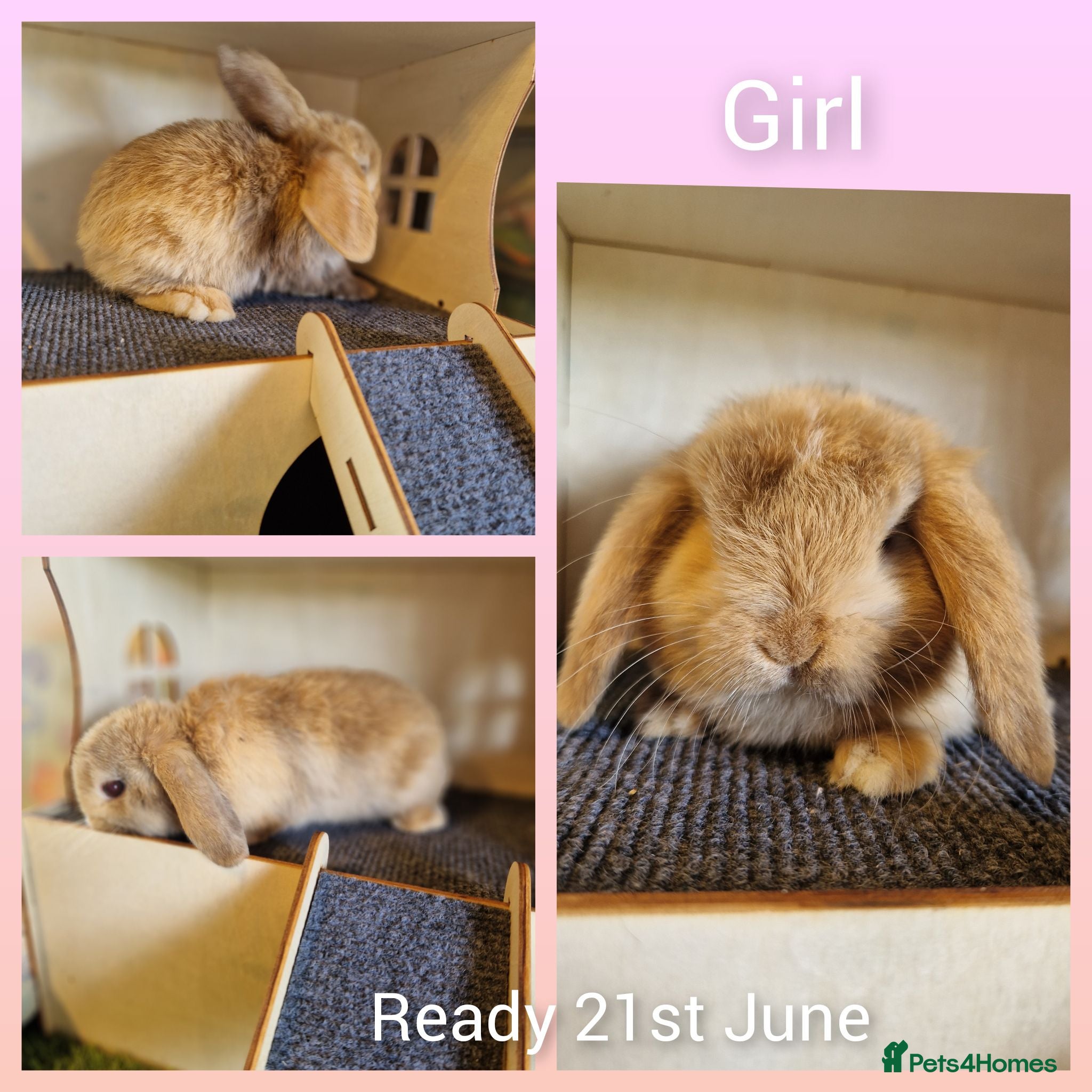Mini Lop rabbits Mini lop kits to reserve  - Advert 2