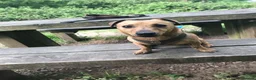Jack Russell dogs for sale: Jack Russell pups - Advert 10