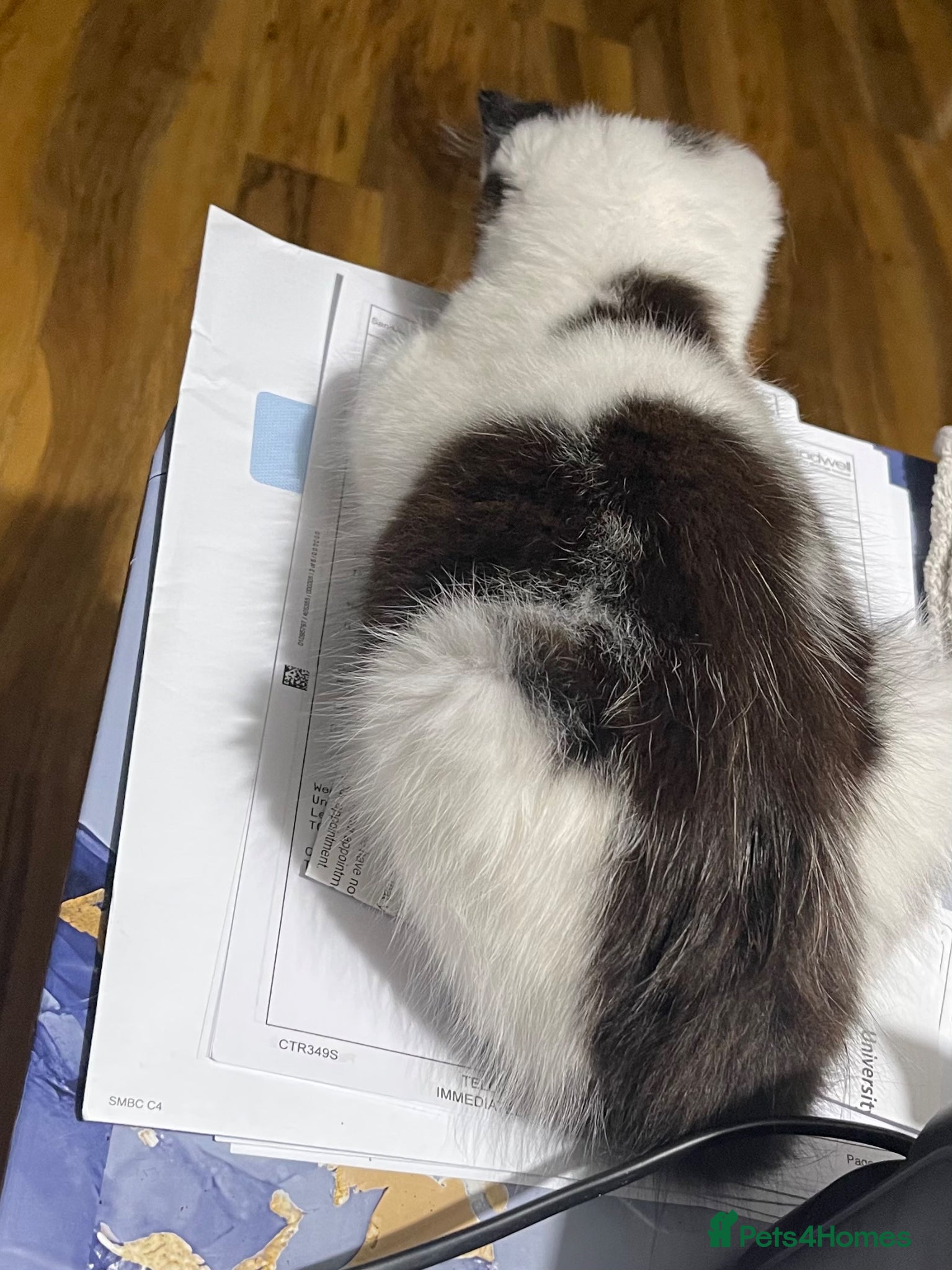 Mixed Breed cats for sale: Boy Kitty  - Advert 4