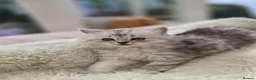 British Longhair cats for sale: Most Beautiful British Longhair Kittens - Advert 13