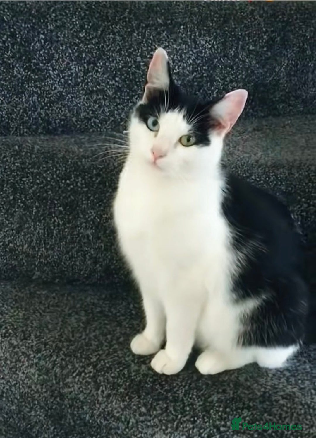 Mixed Breed cats for sale: Mix British long hair kitten(male) - Image 6