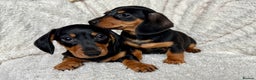 Dachshund dogs for sale: Mini dachshund puppies, PRA clear, health tested - Advert 2