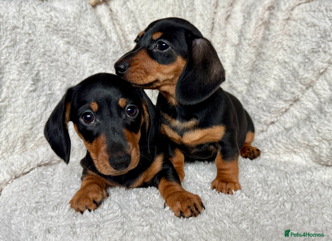 Dachshund dogs for sale: Mini dachshund puppies, PRA clear, health tested - Advert 2