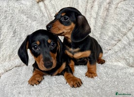Dachshund dogs - Advert 11