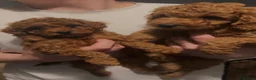 Cavapoo dogs for sale: beautiful stunning Fox Red Cavapoo male pup ready - Advert 5