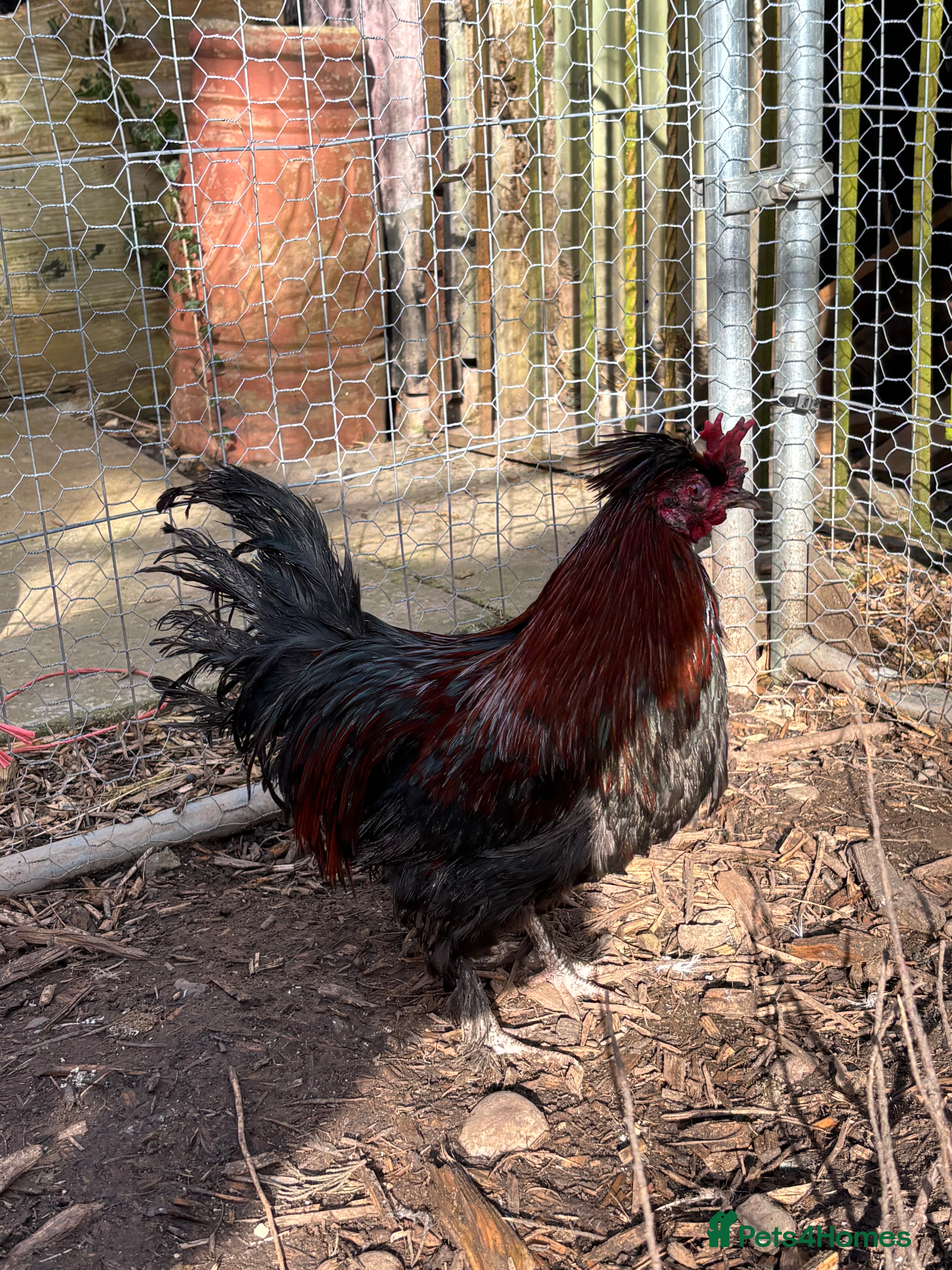 Chickens poultry Bantam cockerel  in Droitwich - Advert 1