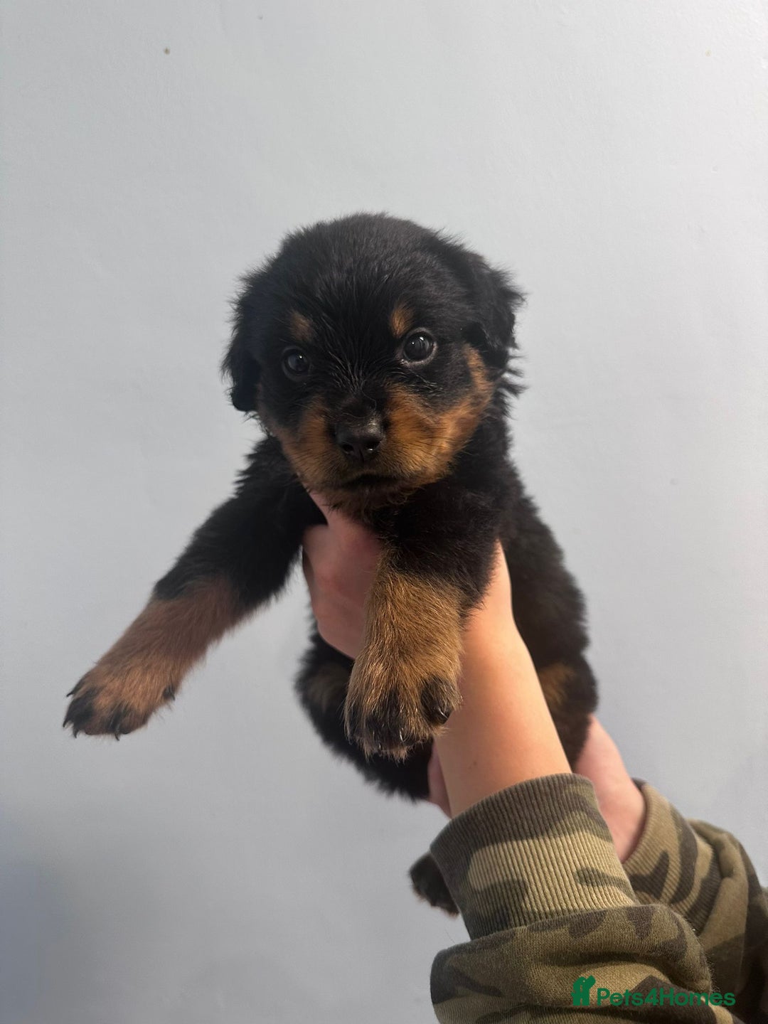 Rottweiler dogs for sale: 🐾 Pure Bred Rottweiler Puppies 🐾 - Image 7
