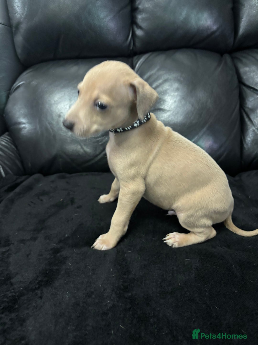 Italian Greyhound dogs for sale: Beautiful Italian Greyhound puppies - Image 10