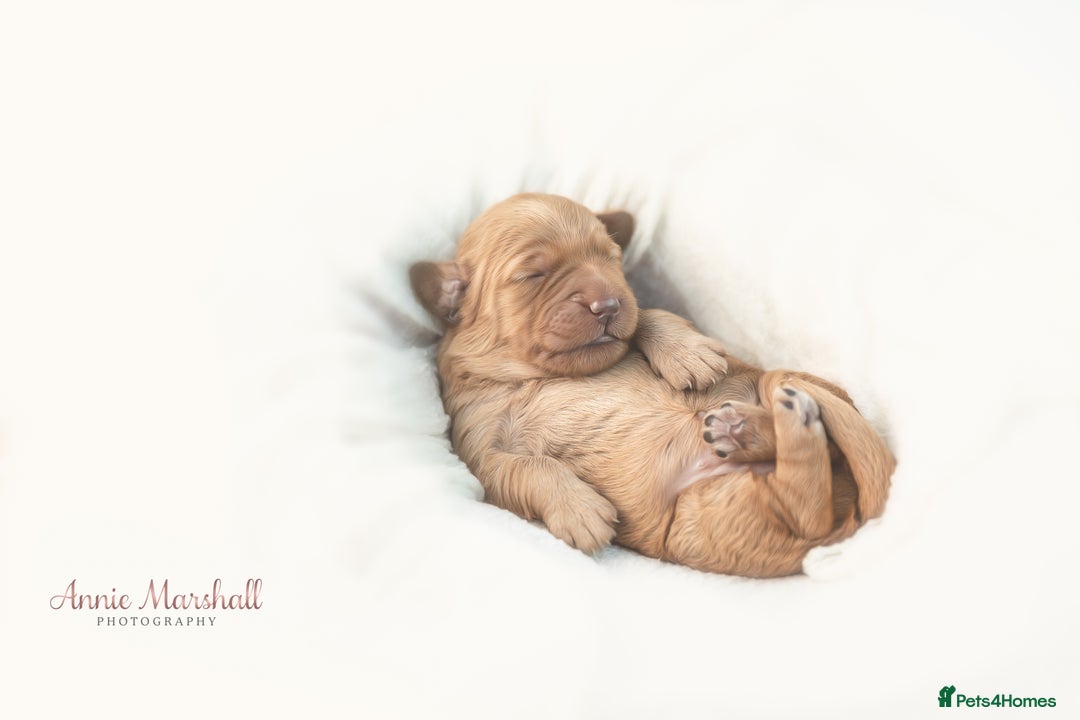Mini Goldendoodle dogs for sale: F1 pups by POLICE Dog Trainer / Council Licensed  - Image 10