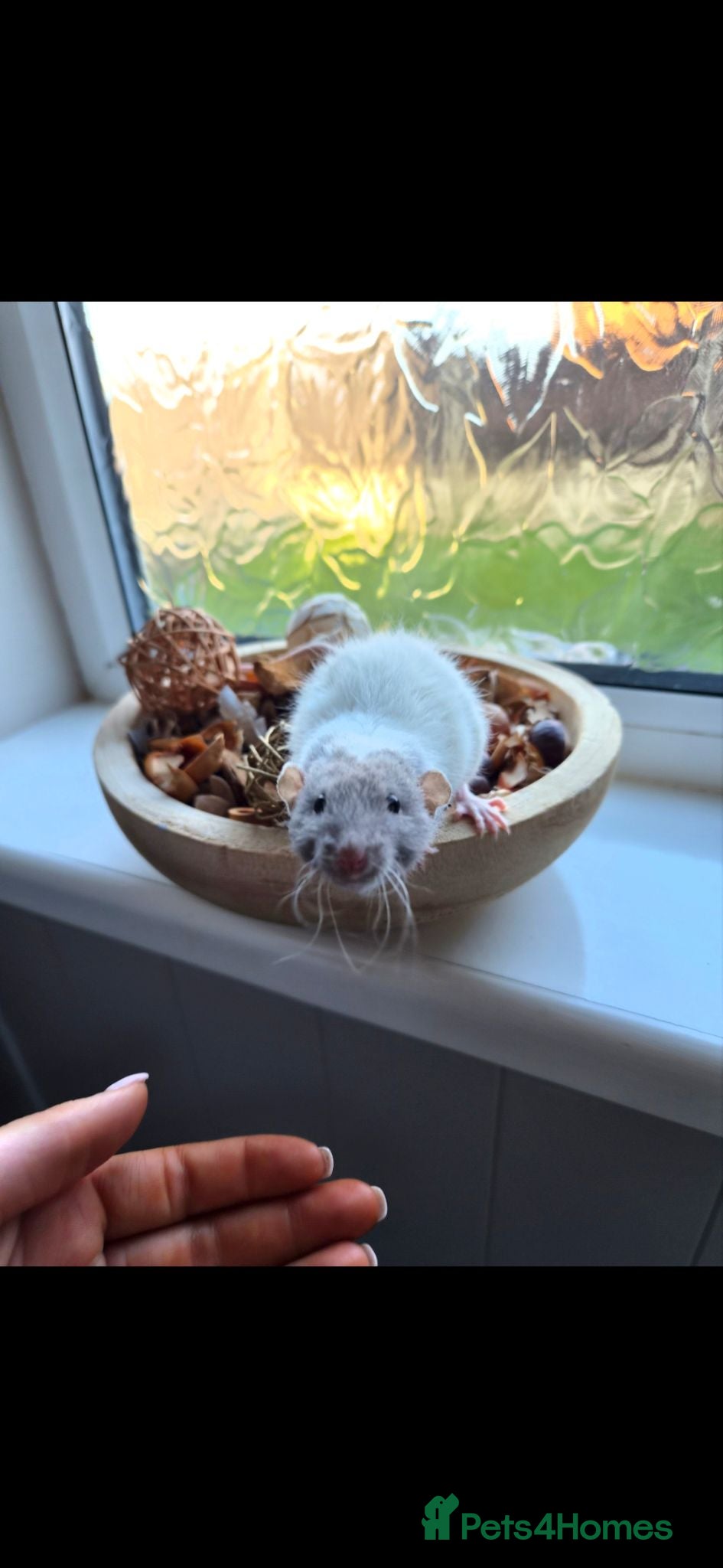 Rat rodents Adorable Pair Of Dumbo Ratties 🤍🩶 - Advert 1