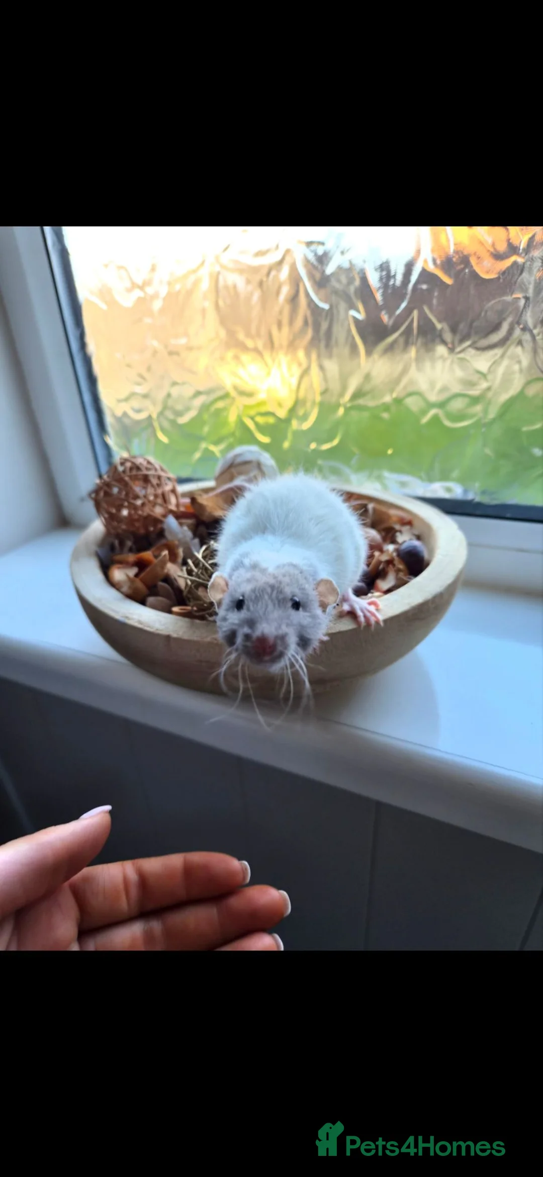 Rat rodents for sale: Adorable Pair Of Dumbo Ratties 🤍🩶 - Advert 1