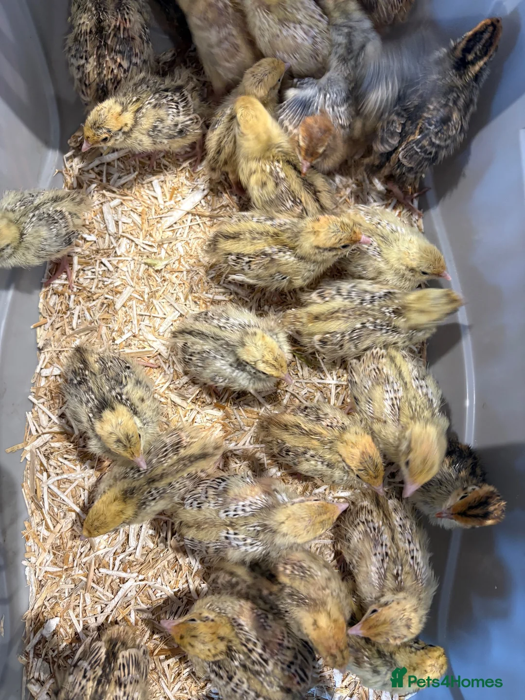 Quail poultry for sale: Week old Japanese quail chicks - Advert 2
