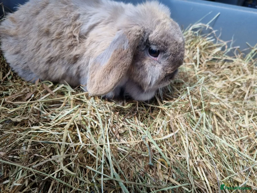 Mini Lop rabbits for sale: 2 lovely Rabbits for sale - Advert 1