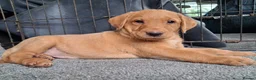 Labrador Retriever dogs for sale: Kc reg fox red labs - Advert 10