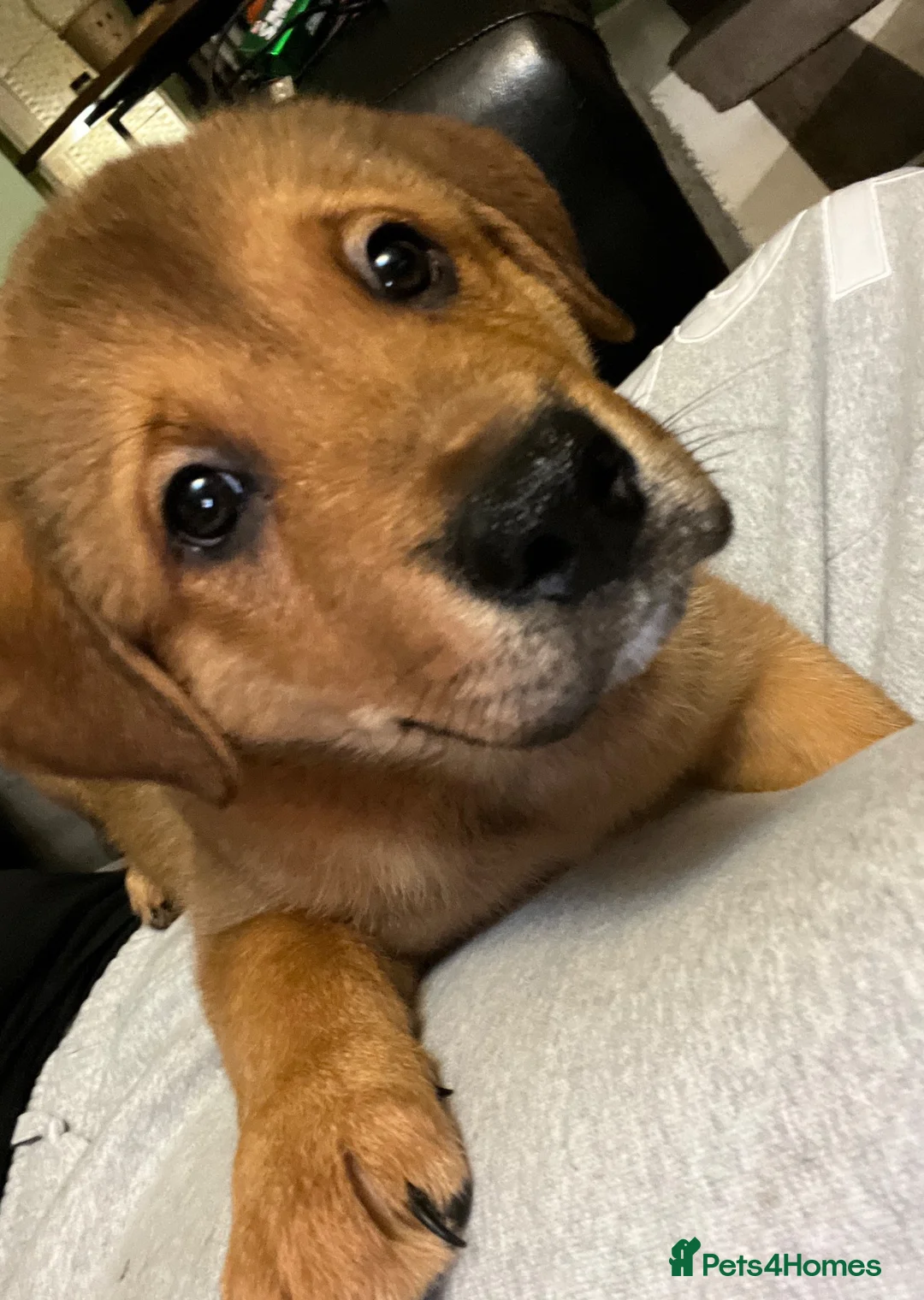 Mixed Breed dogs for sale: Beautiful rottweiler x american akita  in Ilford - Advert 5