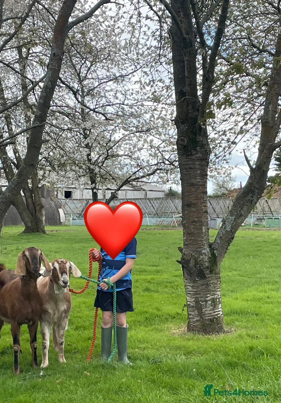 Goats livestock for sale: Anglo Nubian nannies - Advert 2