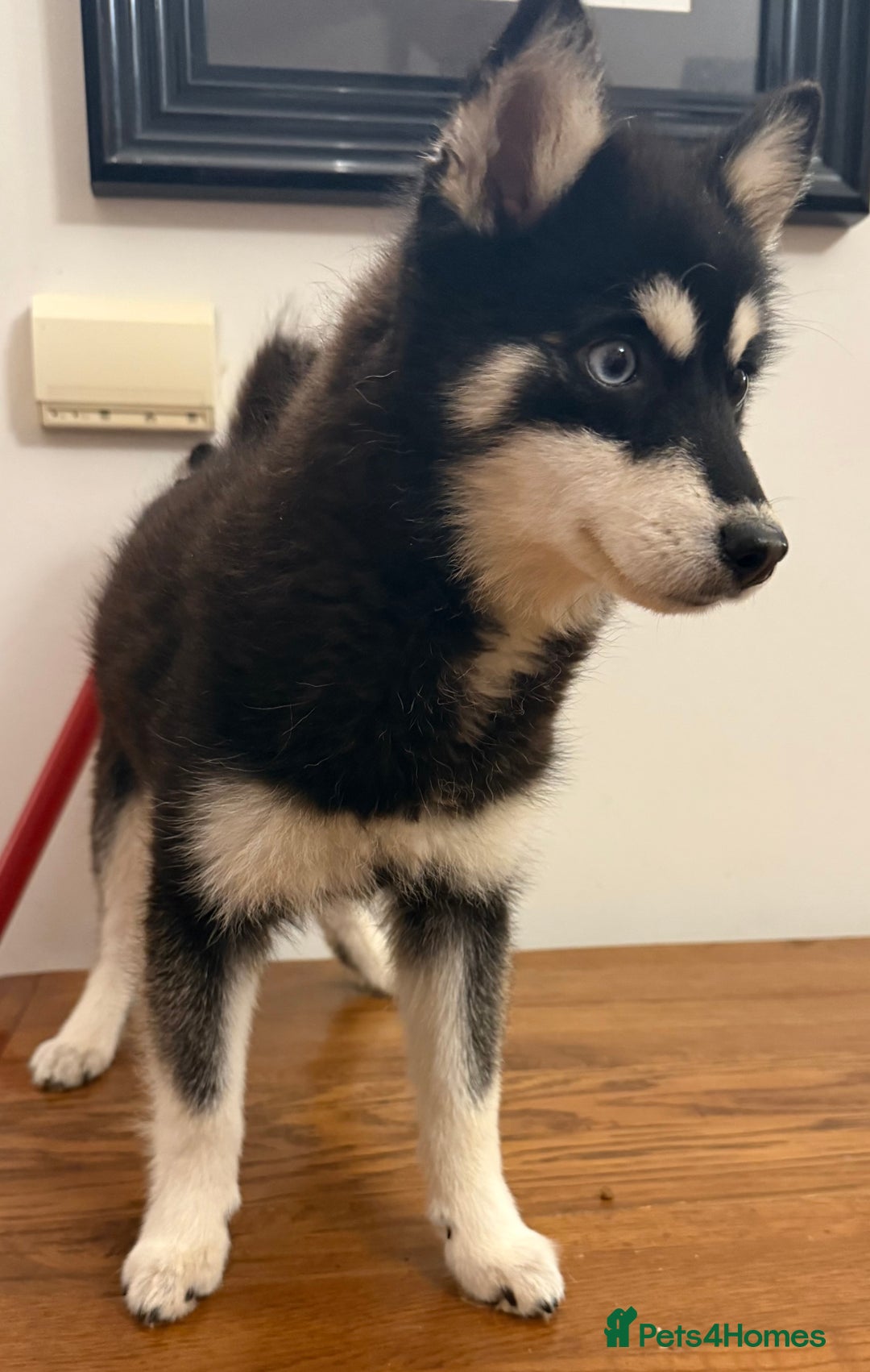 Pomsky dogs for sale: Honey I shrunk the Husky 😂 Genuine Toy size pomsk - Advert 6