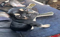 French Bulldog dogs for stud: Chocolate Tan french bulldog Burtie in Sevenoaks - Image 16