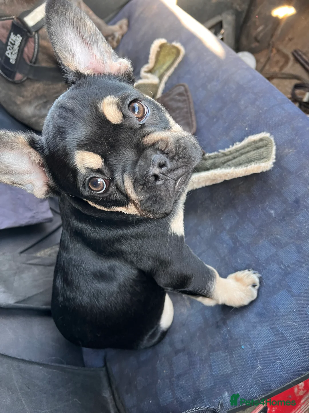 French Bulldog dogs for stud: Chocolate Tan french bulldog Burtie in Sevenoaks - Advert 16