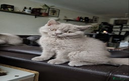 British Shorthair cats for sale: British Shorthair - Ready for Their Forever Homes! - Image 5