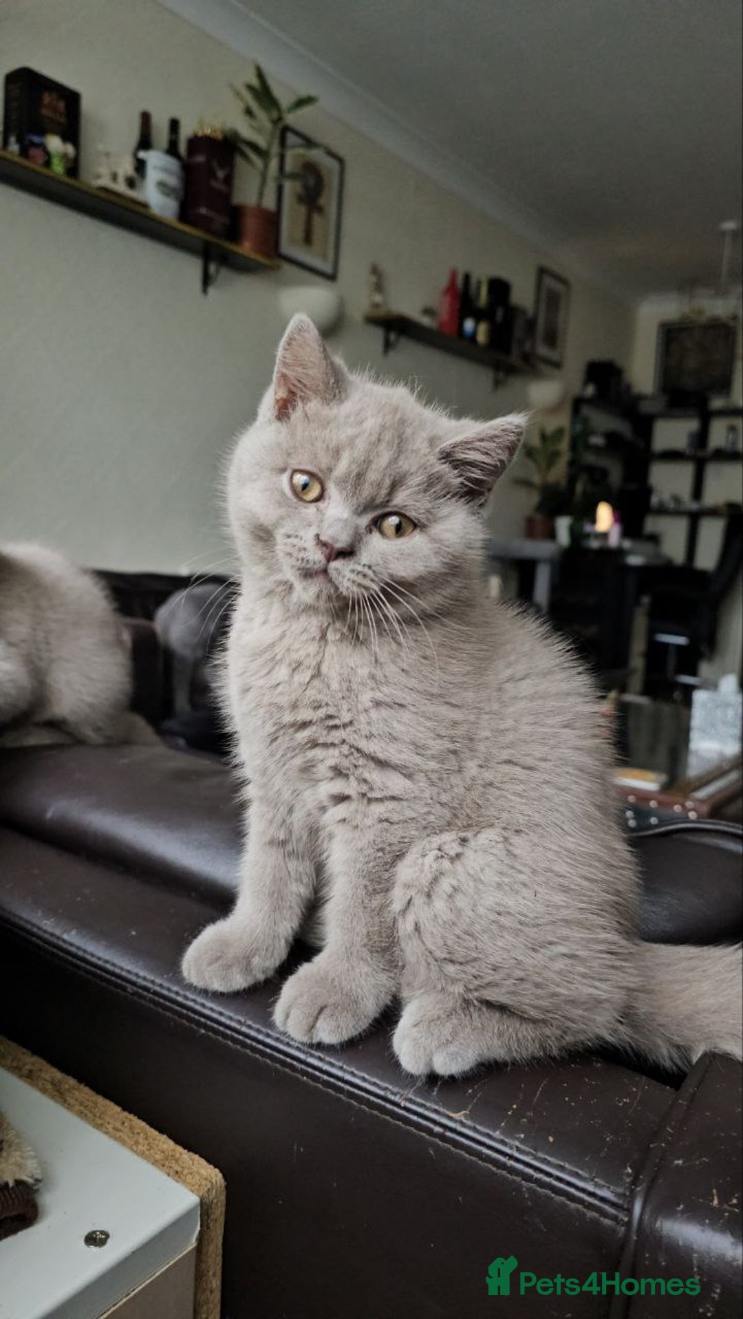 British Shorthair cats for sale: British Shorthair - Ready for Their Forever Homes! - Image 5