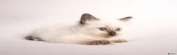Ragdoll cats for sale: Beautiful Pedigree Ragdoll Kittens  - Advert 14