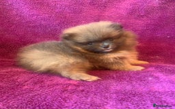Pomeranian dogs for sale: Rainbow Litter with TAN POINTS - Image 12