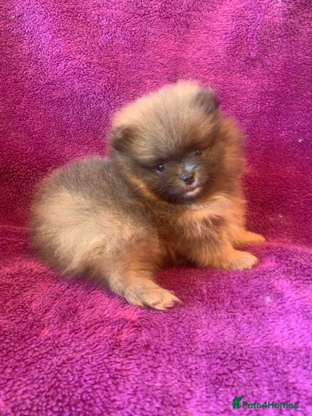 Pomeranian dogs for sale: Rainbow Litter with TAN POINTS - Image 12