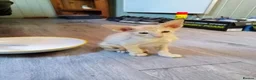 Oriental cats for sale: Beautiful oriental Siamese kitten - Advert 8