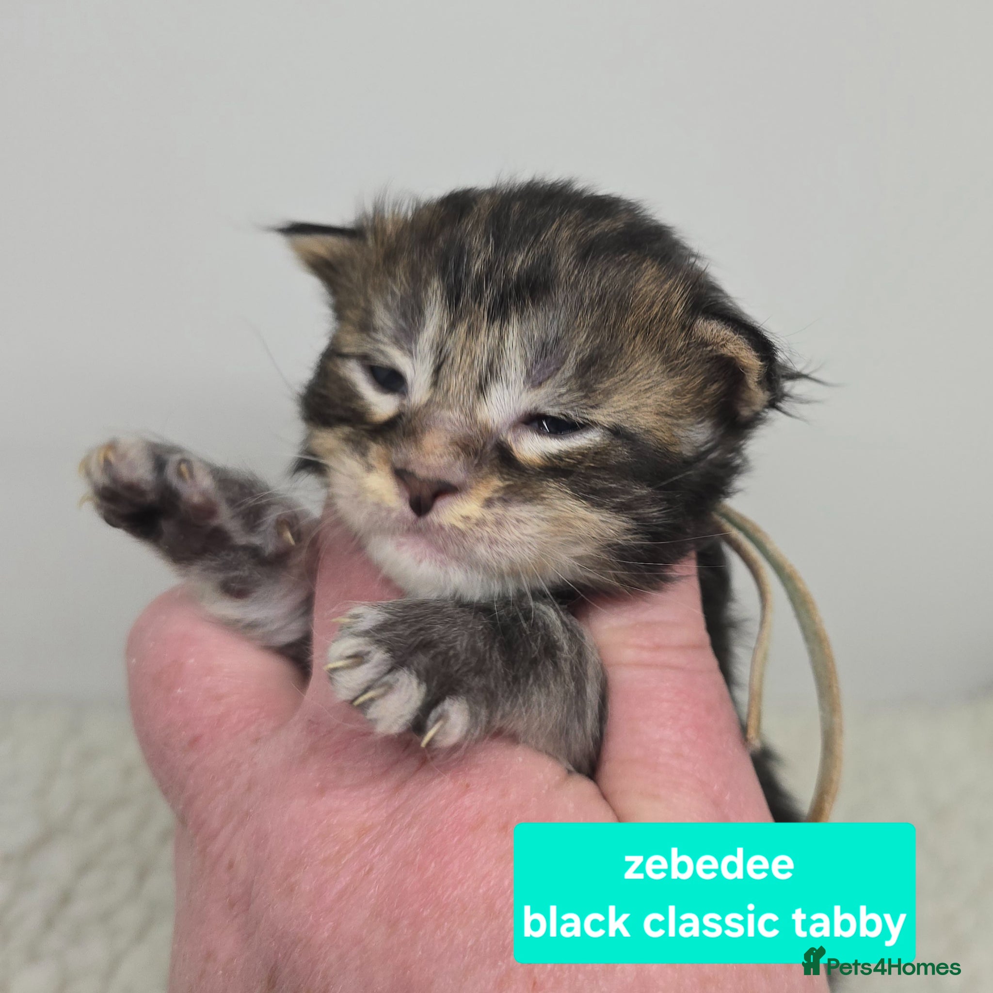 Maine Coon cats Stunning Maine Coon Kittens - Advert 1