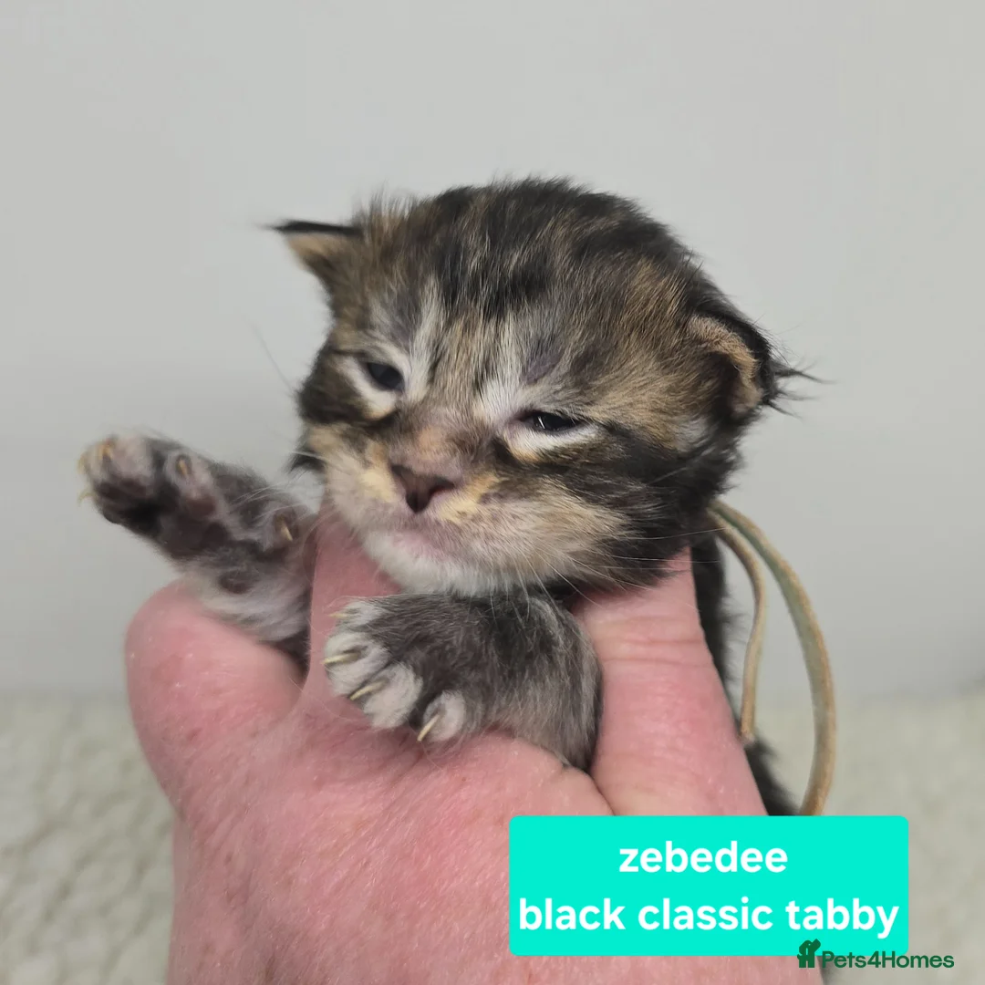 Maine Coon cats for sale: Stunning Maine Coon Kittens - Advert 2