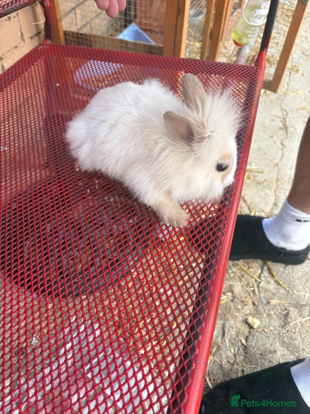 Lionhead rabbits for sale: 3 lion head bunnys for sale  in Milton Keynes - Advert 5