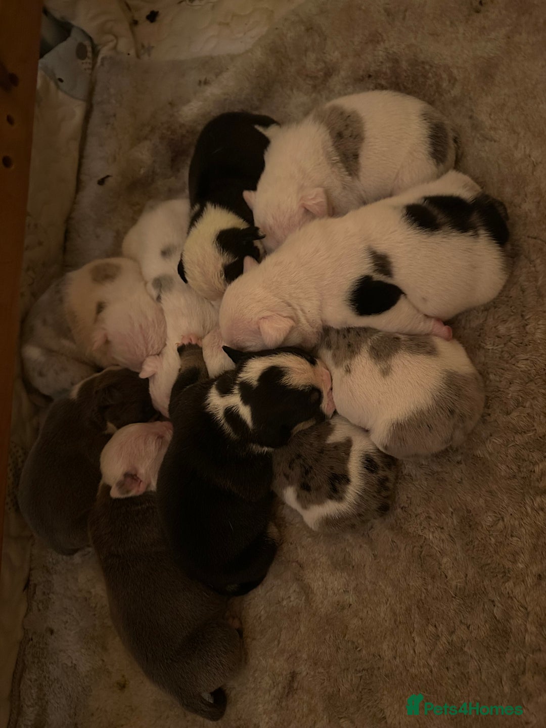 English Bulldog dogs for sale: 🌟 health tested parents 🌟 - Image 7
