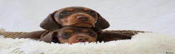 Miniature Dachshund dogs for sale: KC Health Tested Miniature Dachshunds - Licensed - Advert 3