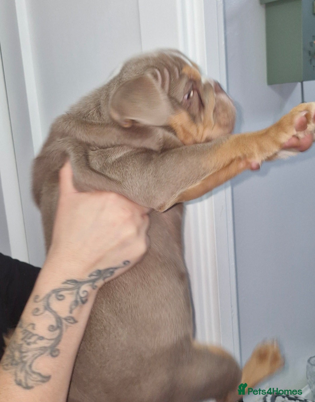 English Bulldog dogs for sale: Female English bulldog  - Image 4