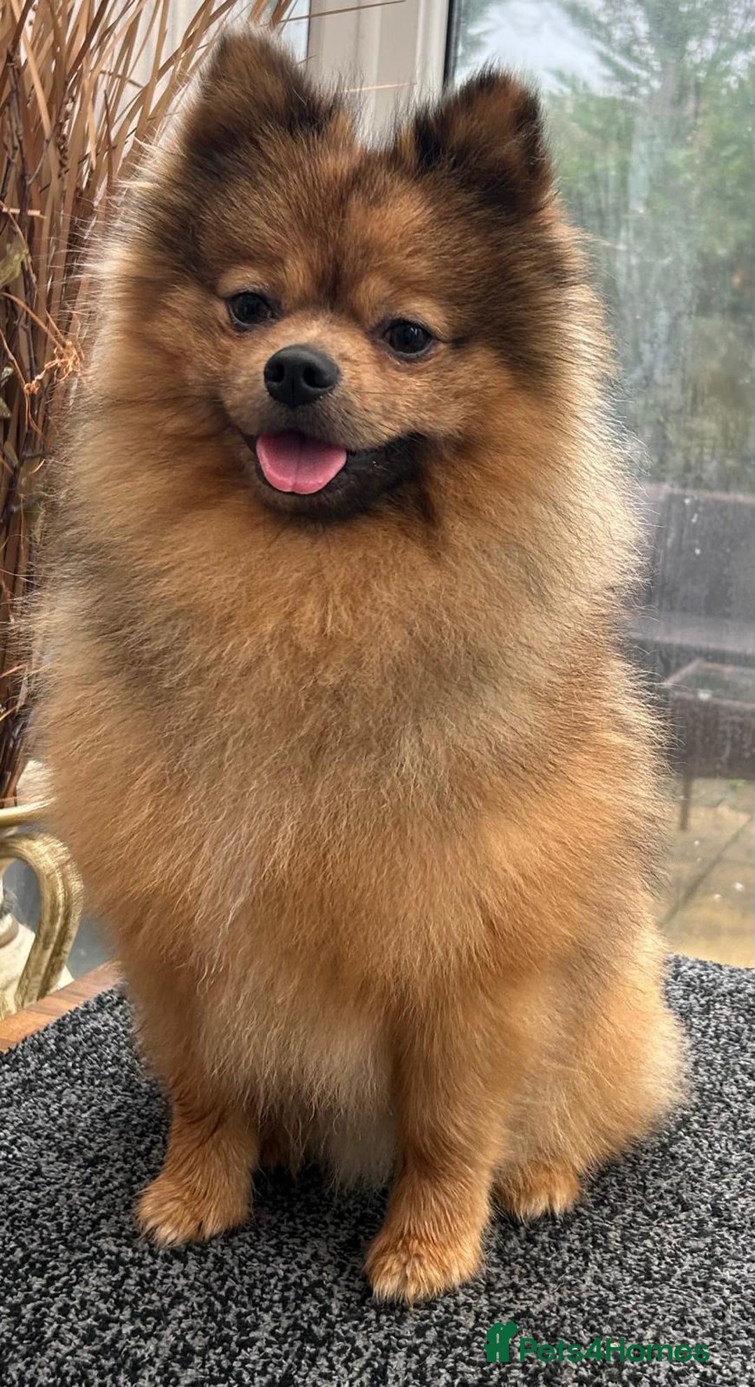 Pomeranian dogs for sale: Very fluffy Orange Sable Pomeranian boy  - Advert 8