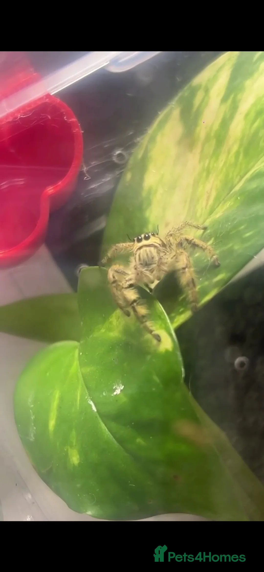 Spiders invertebrates for sale: Hyllus Diardi, eyelash jumping spider p&P included - Advert 2