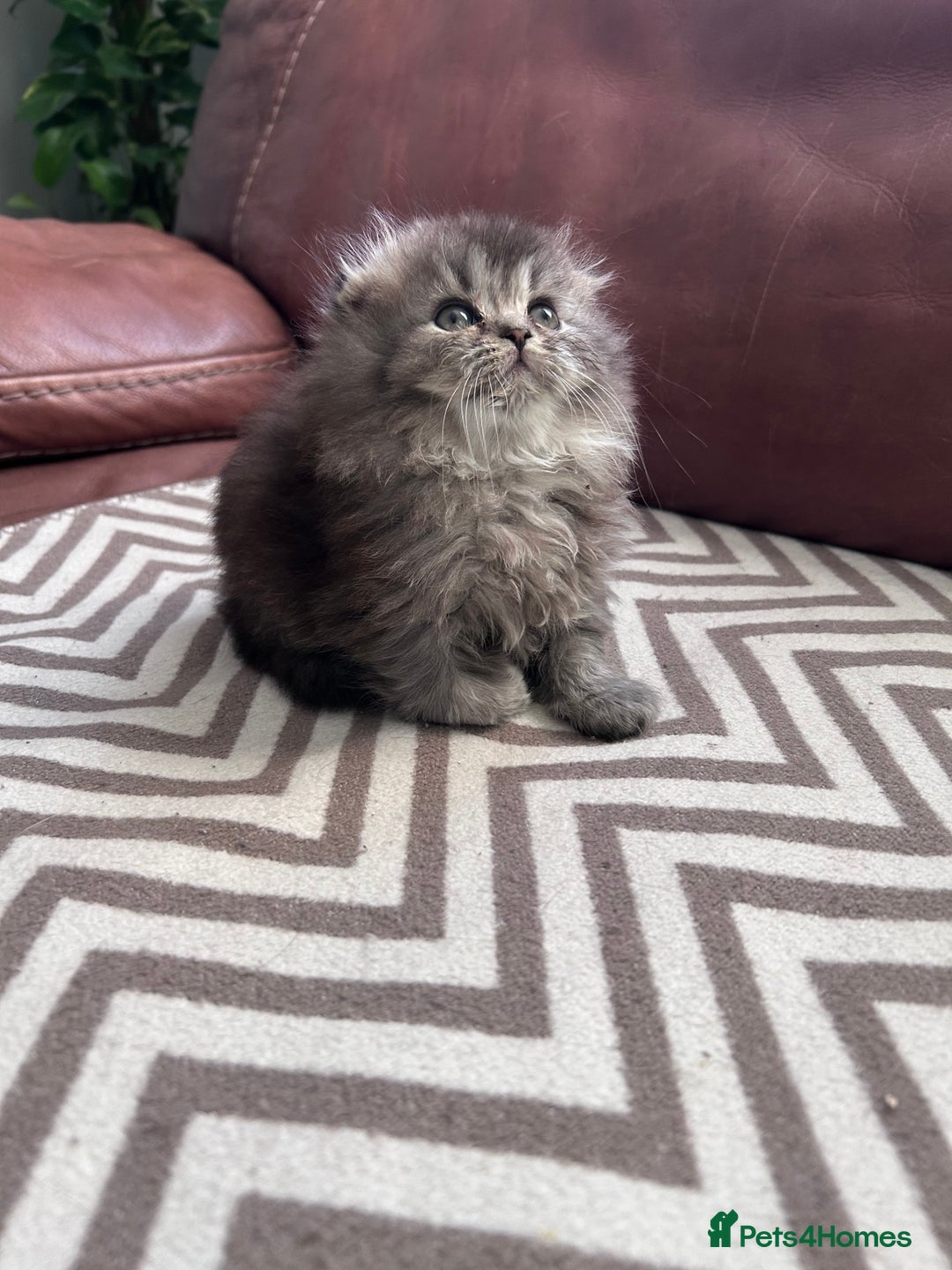 Scottish Fold cats for sale: Little buddies looking for home - Advert 19
