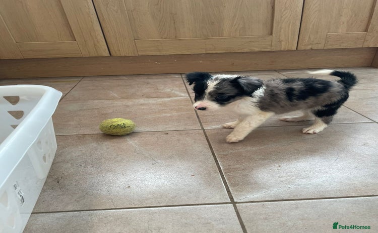 Border Collie dogs - Advert 1