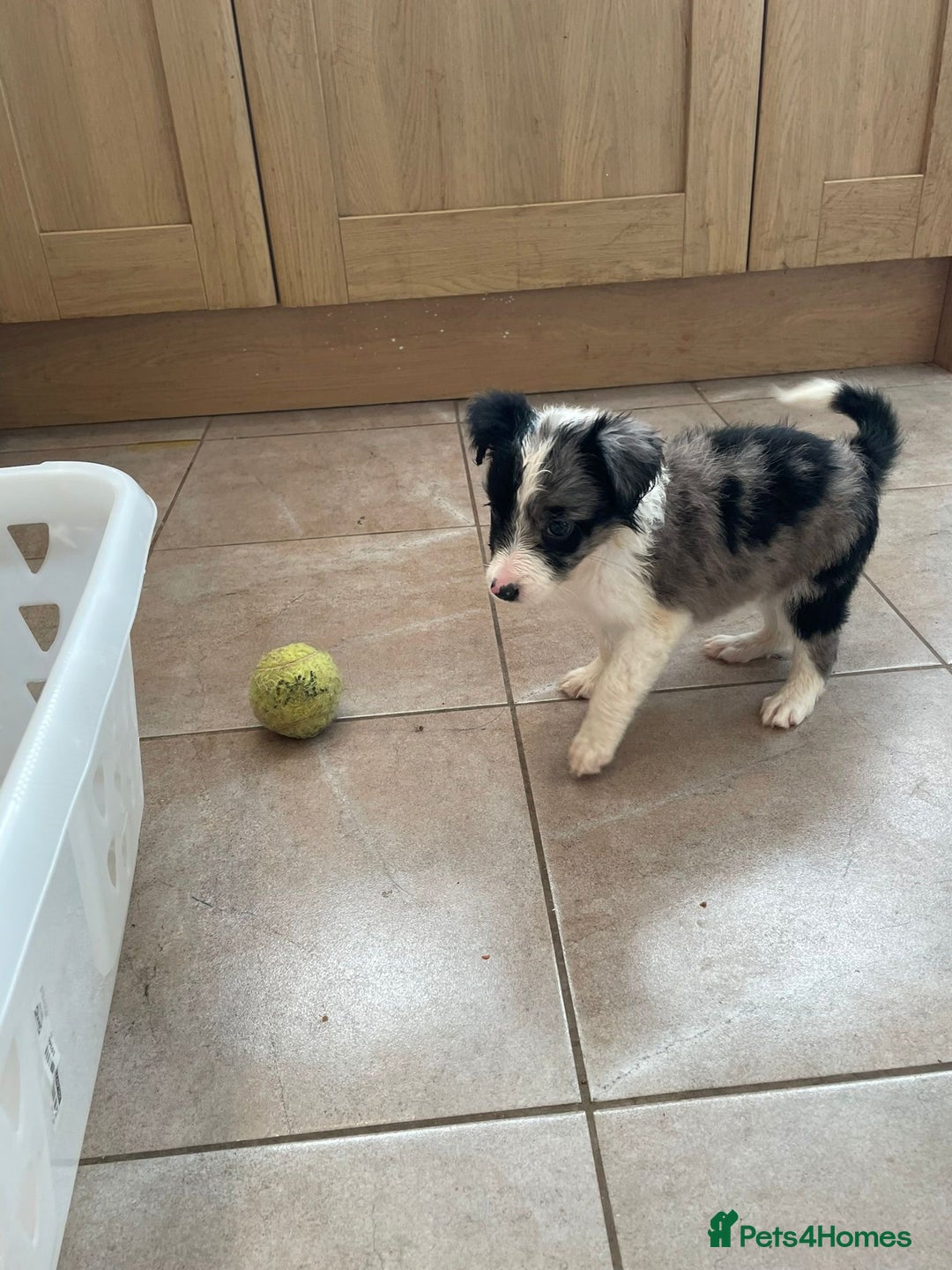 Border Collie dogs for sale: 4 Blue Merle Collie pups for sale - Image 1