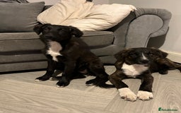 Mixed Breed dogs for sale: Staff cross puppies  - Image 2