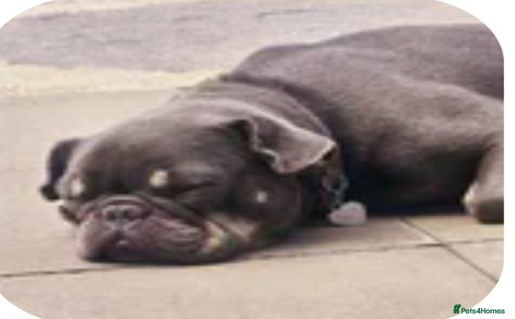 Frug dogs - Advert 1